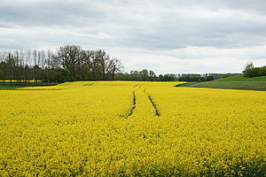 Bernhard Saalfeld - DSC02504.JPG