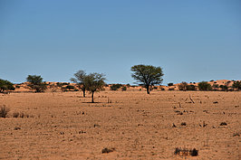 Bernhard Saalfeld - NAMIB0189_DSC06527.JPG