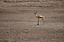 Bernhard Saalfeld - NAMIB0193_DSC02080.JPG