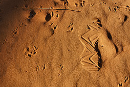 Bernhard Saalfeld - NAMIB0237_DSC02119.JPG
