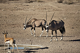 Bernhard Saalfeld - NAMIB0247_DSC02129.JPG
