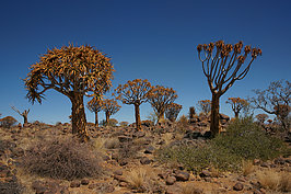 Bernhard Saalfeld - NAMIB0335_DSC06602.JPG