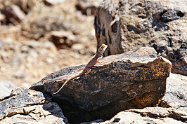 Bernhard Saalfeld - NAMIB0431_DSC02180.JPG