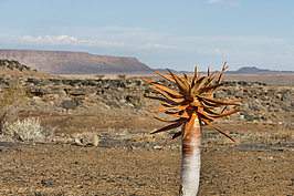Bernhard Saalfeld - NAMIB0538_DSC02208.JPG
