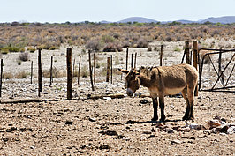 NAMIB0029_DSC02003_t.JPG