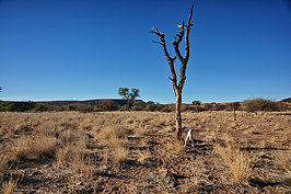 Bernhard Saalfeld - NAMIB0773_DSC07001.JPG