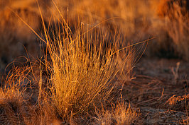 NAMIB0925_DSC07094_t.JPG