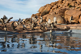 Bernhard Saalfeld - NAMIB1145_DSC07240.JPG