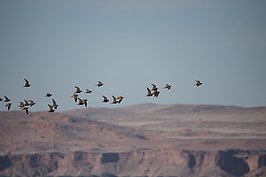 Bernhard Saalfeld - NAMIB1171_DSC02393.JPG