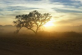 NAMIB0943_DSC02312_t.JPG