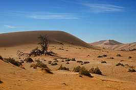 NAMIB1005_DSC07146_t.JPG