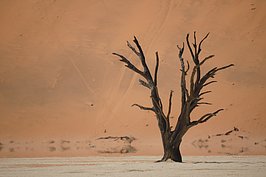 NAMIB1011_DSC02339_t.JPG