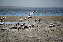 NAMIB1258_DSC07316_t.JPG