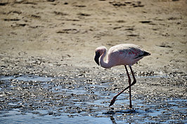 NAMIB1263_DSC07321_t.JPG