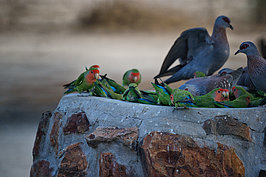 NAMIB1766_DSC07501_t.JPG
