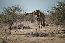 NAMIB2057_DSC07657_t.JPG
