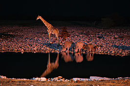NAMIB2140_DSC07726_t.JPG