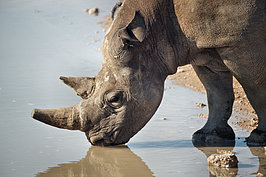 Bernhard Saalfeld - NAMIB2395_DSC07842.JPG