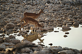 Bernhard Saalfeld - NAMIB2416_DSC07858.JPG