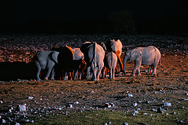Bernhard Saalfeld - NAMIB2448_DSC07884.JPG