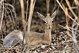 NAMIB2515_DSC03167_t.JPG