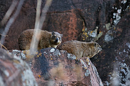 NAMIB2562_DSC03195_t.JPG