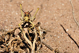 Bernhard Saalfeld - NAMIB2659_DSC08014.JPG