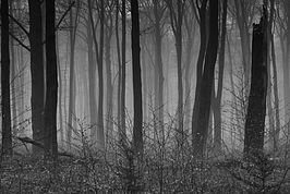 Bernhard Saalfeld - Wald