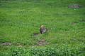 DSC04453_t.JPG