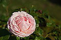 Bernhard Saalfeld - DSC04531.JPG