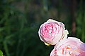 Bernhard Saalfeld - DSC04532.JPG