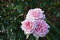 Bernhard Saalfeld - DSC04536.JPG
