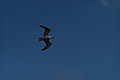 Bernhard Saalfeld - L1000910.JPG