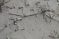 Bernhard Saalfeld - L1001161.JPG