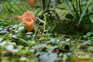 Bernhard Saalfeld - Orange Becherpilz (Aleuria aurantia)