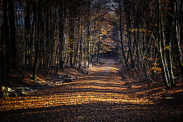 Bernhard Saalfeld - Waldweg