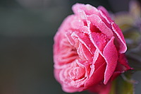 Bernhard Saalfeld - DSC00210.JPG