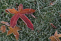 Bernhard Saalfeld - DSC00230.JPG