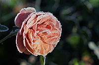 Bernhard Saalfeld - DSC00275.JPG