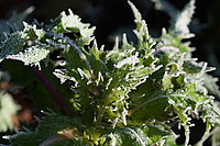 Bernhard Saalfeld - DSC00277.JPG
