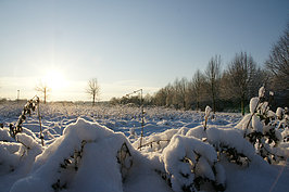 Bernhard Saalfeld - DSC08014.JPG
