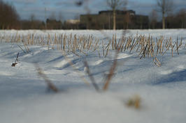 Bernhard Saalfeld - DSC07909_x.JPG