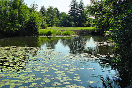 Bernhard Saalfeld - Branitzer Park