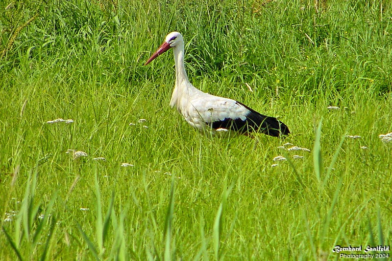 Bernhard Saalfeld - Storch