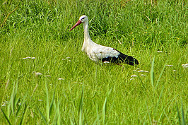 Bernhard Saalfeld - Storch