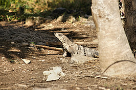 DSC01467_t.JPG