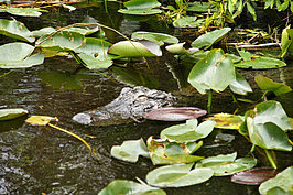 DSC01804_t.JPG