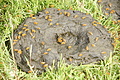 Bernhard Saalfeld - DSC09938.JPG