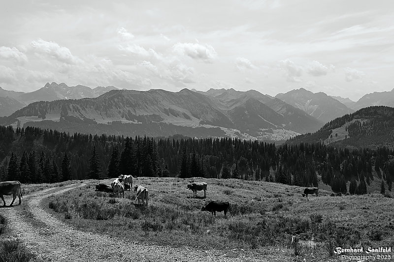 Bernhard Saalfeld - L1001544
