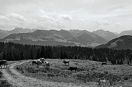 L1001544_t.JPG
